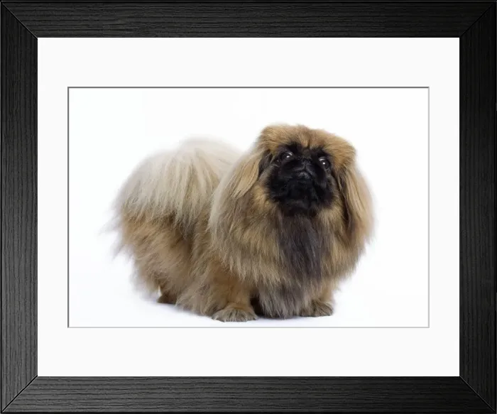 Framed Print : Dog - Pekingese in studio Framed Print : Dog - Pekingese in studio