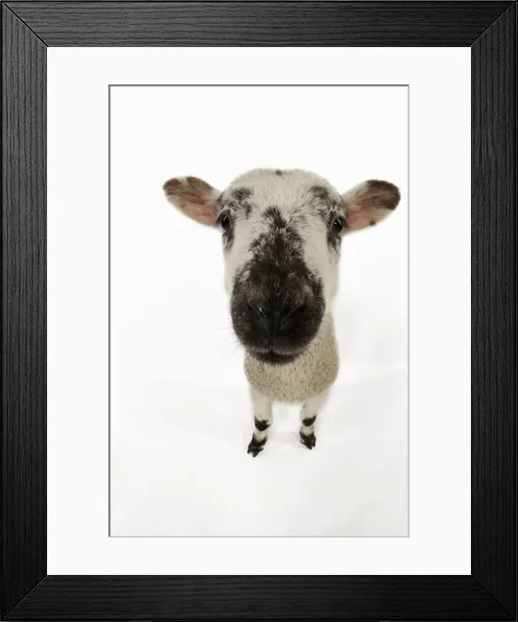 Framed Print : LAMB. Cross breed lamb wide angle shot Framed Print : LAMB. Cross breed lamb wide angle shot