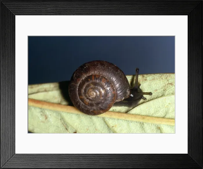 Framed Print : Rounded Snail Framed Print : Rounded Snail