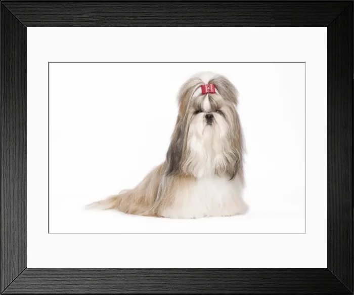 Framed Print : Dog - Shih Tzu in studio Framed Print : Dog - Shih Tzu in studio