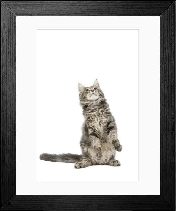 Framed Print : Cat - Maine Coon blue blotched tabby in studio on hind legs Framed Print : Cat - Maine Coon blue blotched tabby in studio on hind legs