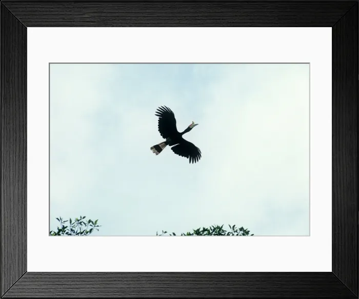 Framed Print : Rhinoceros Hornbill - in flight - Borneo - Malaysia Framed Print : Rhinoceros Hornbill - in flight - Borneo - Malaysia