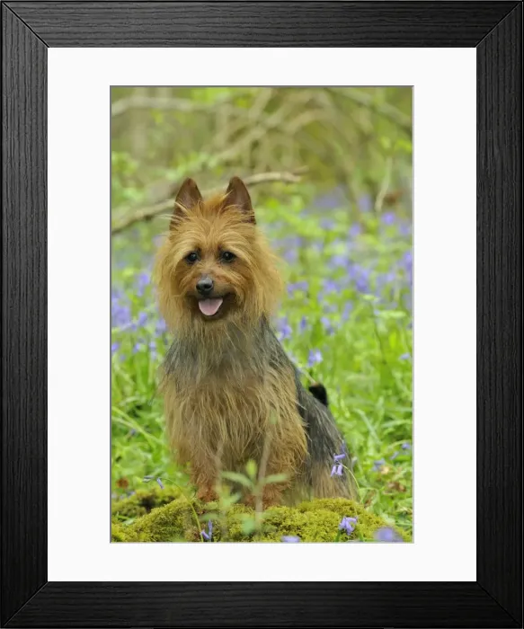 Framed Print : Dog. Australian Terrier in blue bells Framed Print : Dog. Australian Terrier in blue bells