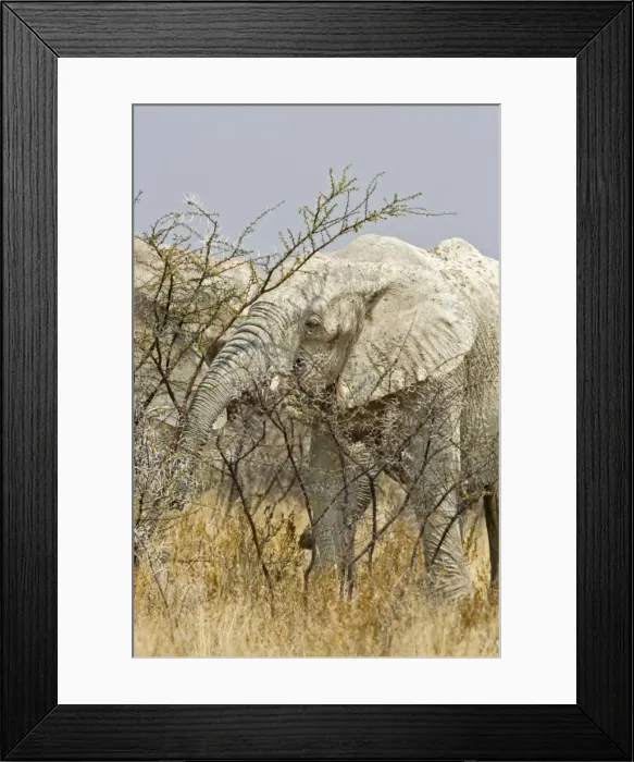 Framed Print : African Elephant - adult white with dried mud feeding on thorn bush - Etosha National Park - Namibia - Africa Framed Print : African Elephant - adult white with dried mud feeding on thorn bush - Etosha National Park - Namibia - Africa