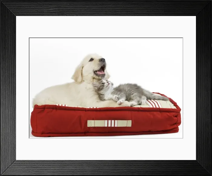 Framed Print : Dog - Golden Retriever puppy on bed with kitten Framed Print : Dog - Golden Retriever puppy on bed with kitten