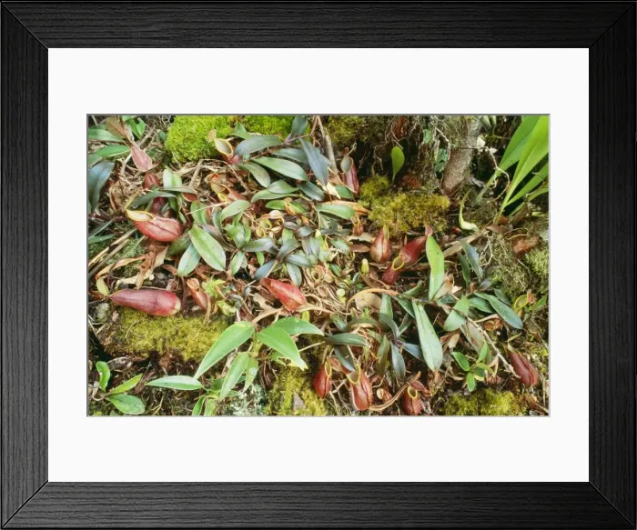 Framed Print : Fringed Pitcher Plant JPF 9292 Cloud-moss Forest, Borneo. Nepenthes tentaculata. © Jean-Paul Ferrero / ARDEA LONDON Framed Print : Fringed Pitcher Plant JPF 9292 Cloud-moss Forest, Borneo. Nepenthes tentaculata. © Jean-Paul Ferrero / ARDEA LONDON