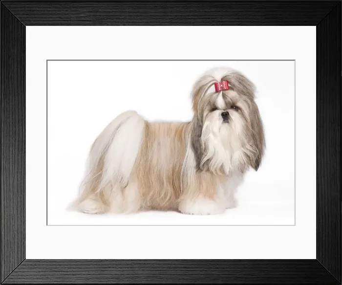 Framed Print : Dog - Shih Tzu in studio Framed Print : Dog - Shih Tzu in studio