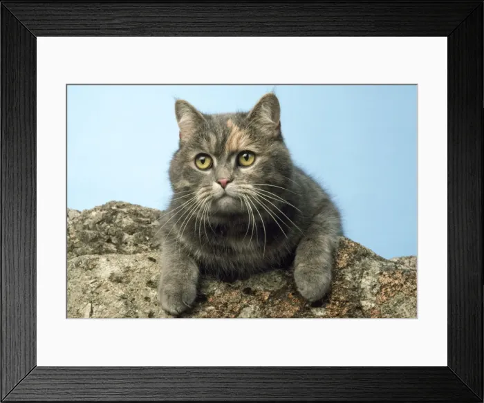 Framed Print : Blue Cream Cat Framed Print : Blue Cream Cat