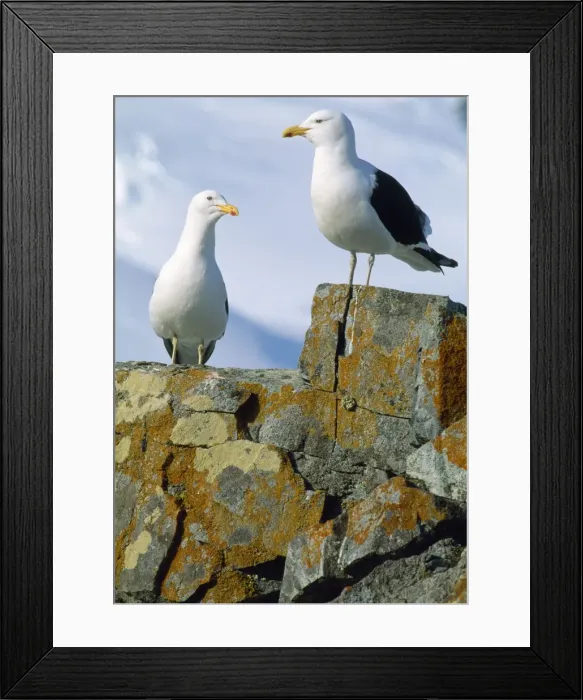 Framed Print : Kelp Gull / Southern Black-backed Gull Framed Print : Kelp Gull / Southern Black-backed Gull