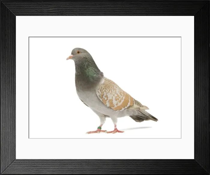 Framed Print : Fancy Pigeon breed - Cauchoi - in studio Cauchois maille yellow