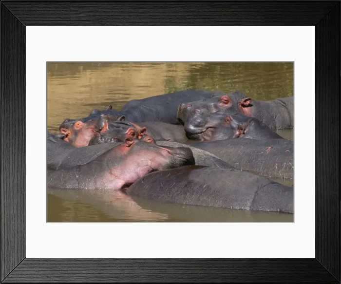 Framed Print : Hippopotamus FL 2238 Maasai Mara, Kenya, Africa. Hippopotamus amphibius © Ferrero Labat / ARDEA LONDON Framed Print : Hippopotamus FL 2238 Maasai Mara, Kenya, Africa. Hippopotamus amphibius © Ferrero Labat / ARDEA LONDON