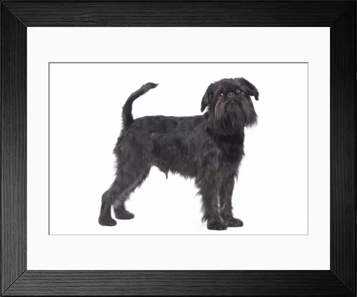 Framed Print : Dog - Griffon Bruxellois / Brussels Griffon / Griffon Belge Framed Print : Dog - Griffon Bruxellois / Brussels Griffon / Griffon Belge