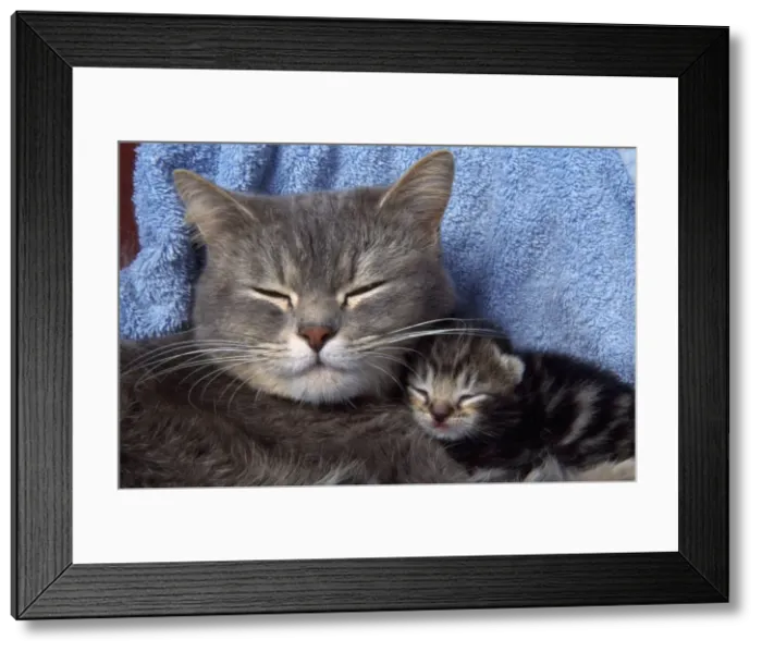 Framed Print : Cat - mother and 10 day old kitten asleep Framed Print : Cat - mother and 10 day old kitten asleep