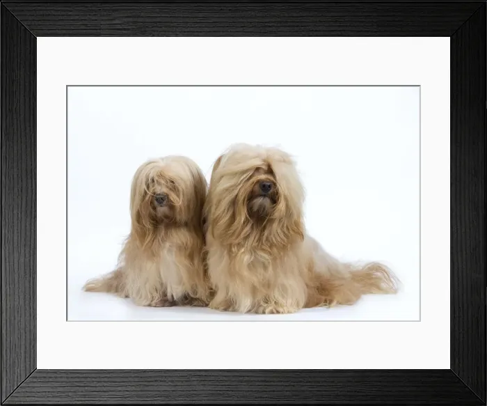 Framed Print : Dog - Bichon Havanais / Havanese in studio Framed Print : Dog - Bichon Havanais / Havanese in studio