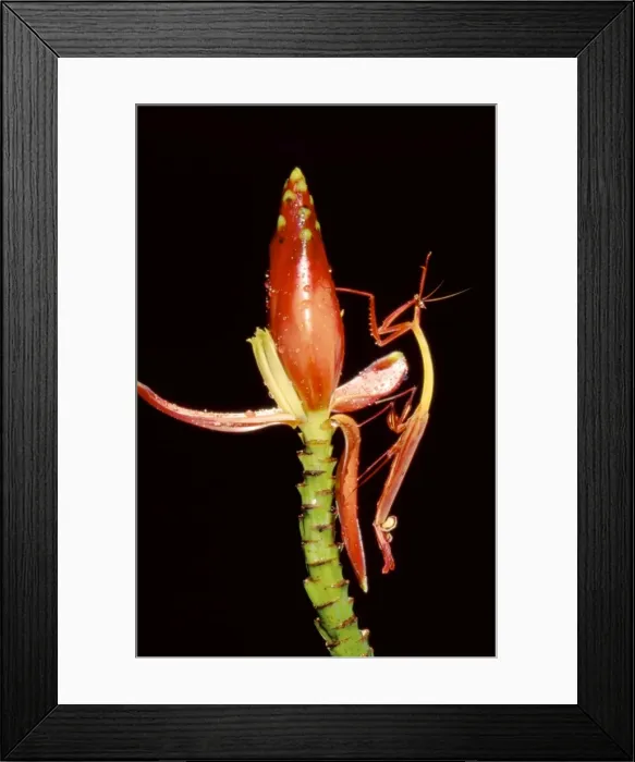Framed Print : Slender Flower Mantis - Sabah, Borneo, Malaysia, Borneo - Sabah JPF33192 Framed Print : Slender Flower Mantis - Sabah, Borneo, Malaysia, Borneo - Sabah JPF33192