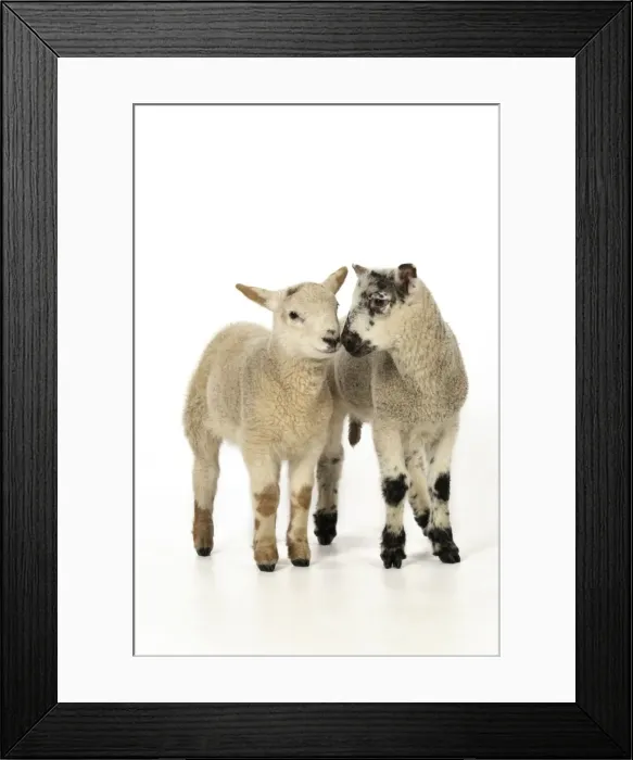 Framed Print : LAMB. Cross breed lambs touching noses Framed Print : LAMB. Cross breed lambs touching noses