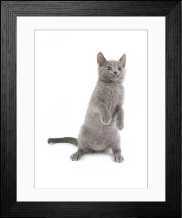 Framed Print : Cat - Chartreux kitten in studio on hind legs Framed Print : Cat - Chartreux kitten in studio on hind legs