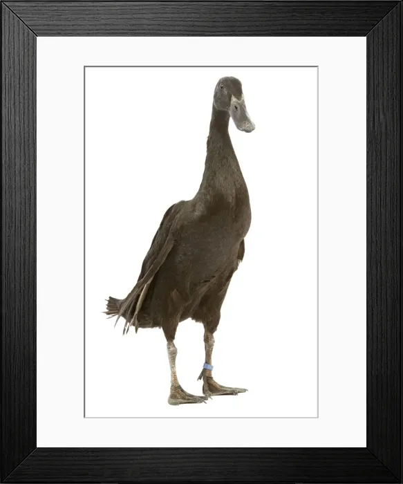 Framed Print : Indian Runner Duck - in studio Framed Print : Indian Runner Duck - in studio