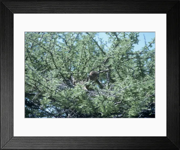 Framed Print : Greater Kestrel - on nest in Acacia Tree - Etosha National Park - Namibia Framed Print : Greater Kestrel - on nest in Acacia Tree - Etosha National Park - Namibia