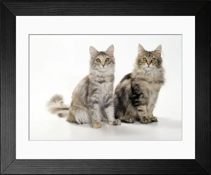 Framed Print : Maine Coon Cats - kittens 4 months old Framed Print : Maine Coon Cats - kittens 4 months old