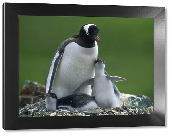 Gentoo Penguin - with chicks