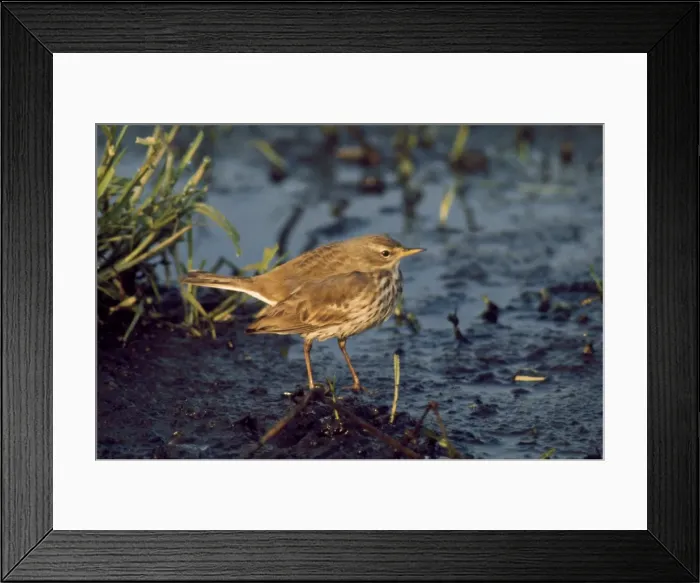 Framed Print : Water Pipit Framed Print : Water Pipit