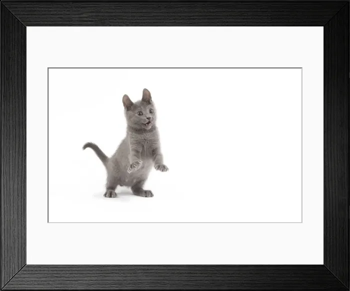 Framed Print : Cat - Chartreux kitten in studio Framed Print : Cat - Chartreux kitten in studio