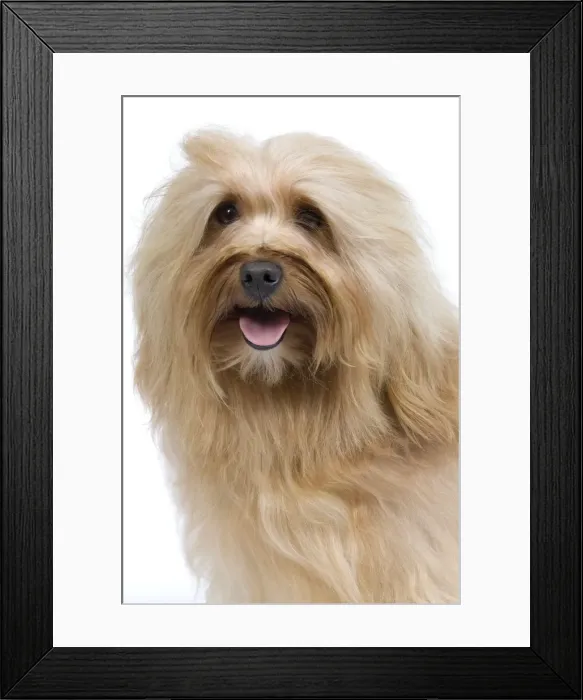 Framed Print : Dog - Bichon Havanais / Havanese in studio Framed Print : Dog - Bichon Havanais / Havanese in studio