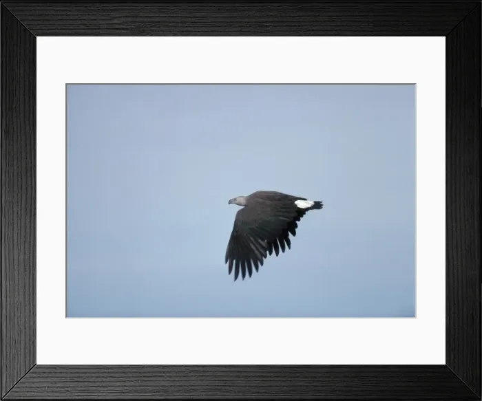 Framed Print : Grey Headed Fishing Eagle - in flight - Sri Lanka Framed Print : Grey Headed Fishing Eagle - in flight - Sri Lanka
