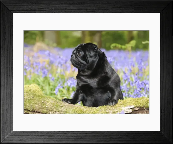 Framed Print : DOG. Pug in bluebells Framed Print : DOG. Pug in bluebells