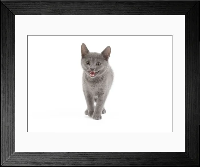 Framed Print : Cat - Chartreux kitten in studio miaowing Framed Print : Cat - Chartreux kitten in studio miaowing