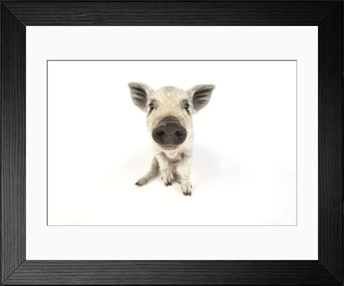 Framed Print : Pig. Mangalitza piglet on white background Framed Print : Pig. Mangalitza piglet on white background