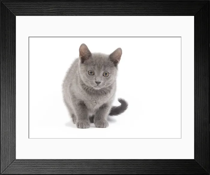 Framed Print : Cat - Chartreux in studio