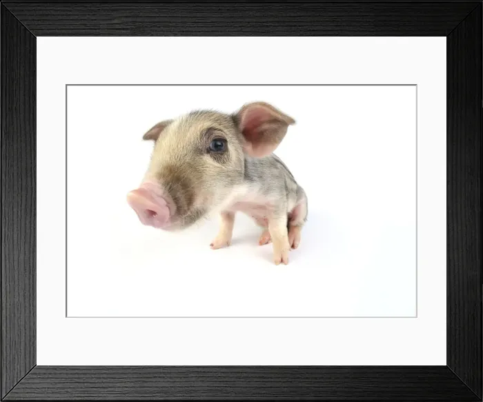 Framed Print : Pig. Wildboar piglet on white background Framed Print : Pig. Wildboar piglet on white background