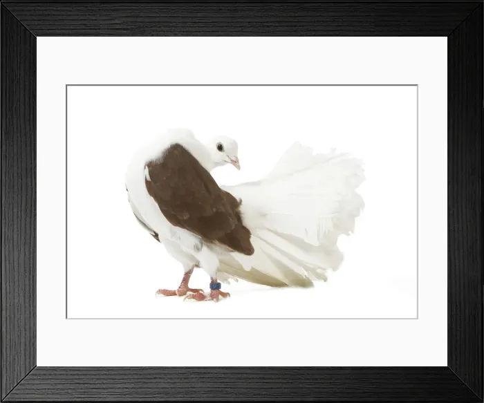 Framed Print : Fantail Pigeon Framed Print : Fantail Pigeon