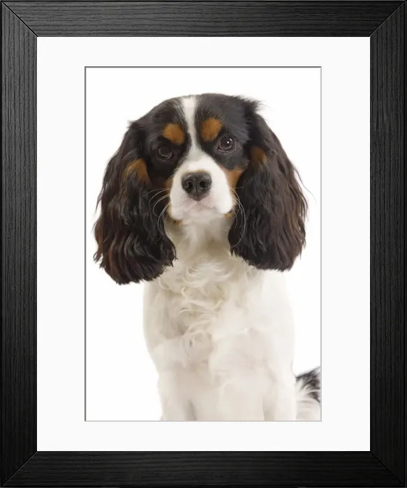 Framed Print : Dog - Cavalier King Charles Spaniel in studio