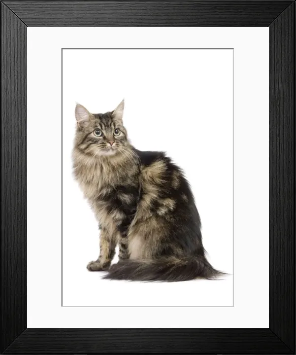 Framed Print : Cat - long-haired tabby in studio Framed Print : Cat - long-haired tabby in studio