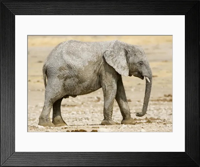 Framed Print : African Elephant - youngster resting in the mid day sun - Etosha National Park - Namibia - Africa Framed Print : African Elephant - youngster resting in the mid day sun - Etosha National Park - Namibia - Africa