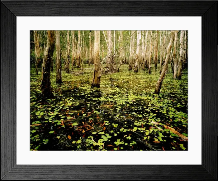 Framed Print : Paperbark swamp - Wet season, Kakadu National Park (World Heritage Area), Northern Territory, Australia JPF29549 Framed Print : Paperbark swamp - Wet season, Kakadu National Park (World Heritage Area), Northern Territory, Australia JPF29549