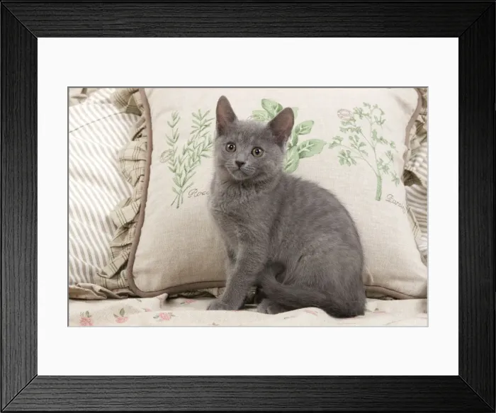 Framed Print : Cat - Chartreux sitting by cushions