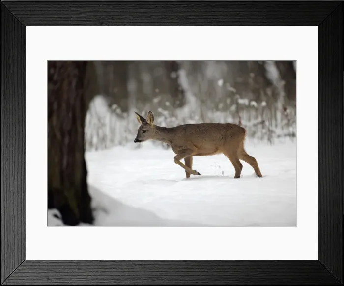 Framed Print : DEER. Roe deer walking through snow Framed Print : DEER. Roe deer walking through snow