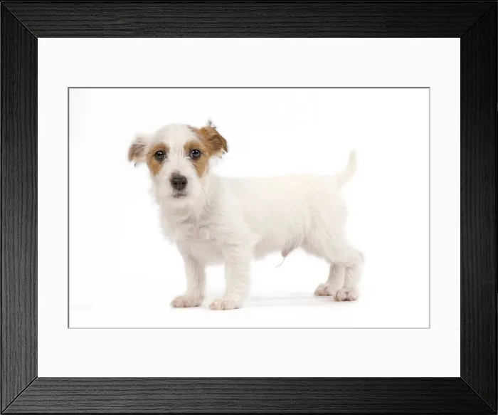 Framed Print : Dog - Jack Russell puppy in studio