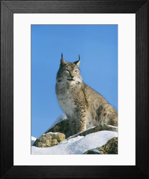 Framed Print : European Lynx FL 4095 Lynx lynx © Ferrero-Labat / ARDEA LONDON Framed Print : European Lynx FL 4095 Lynx lynx © Ferrero-Labat / ARDEA LONDON
