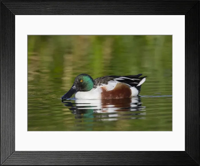 Framed Print : Northern Shoveler - adult male - March - Southeastern Arizona - USA Framed Print : Northern Shoveler - adult male - March - Southeastern Arizona - USA