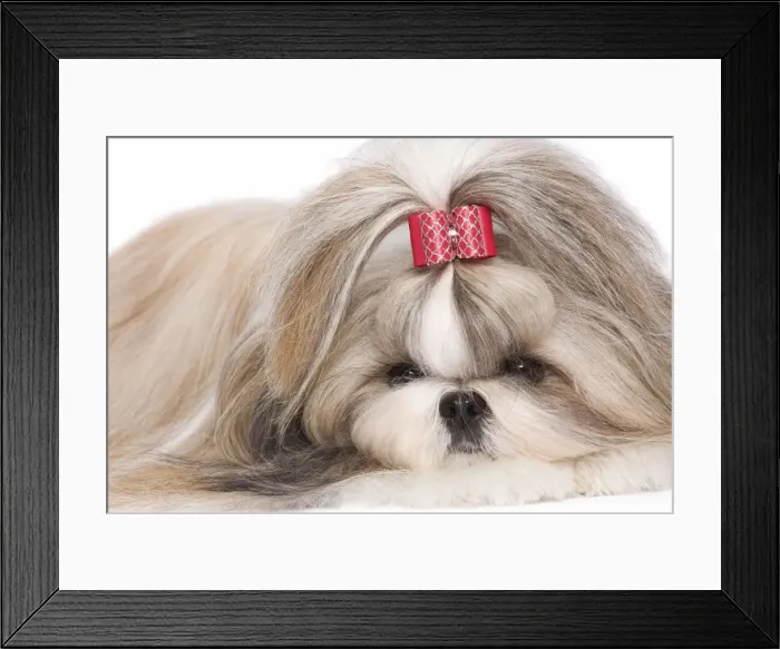 Framed Print : Dog - Shih Tzu in studio Framed Print : Dog - Shih Tzu in studio