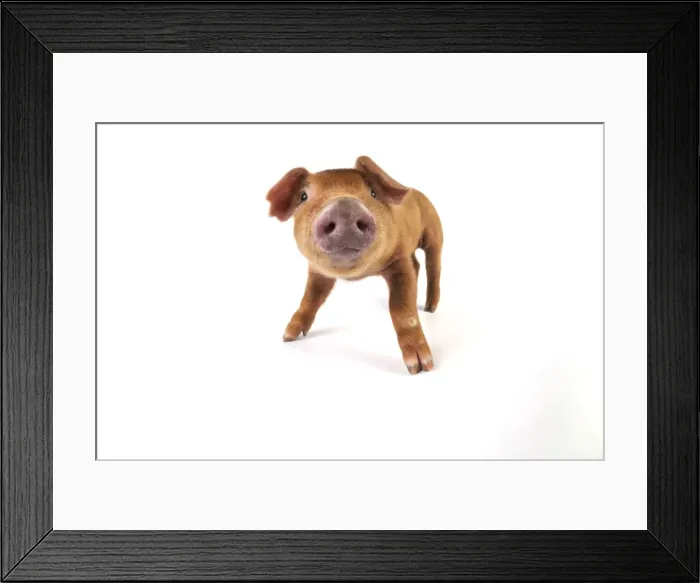 Framed Print : Pig. Duroc piglet on white background Framed Print : Pig. Duroc piglet on white background