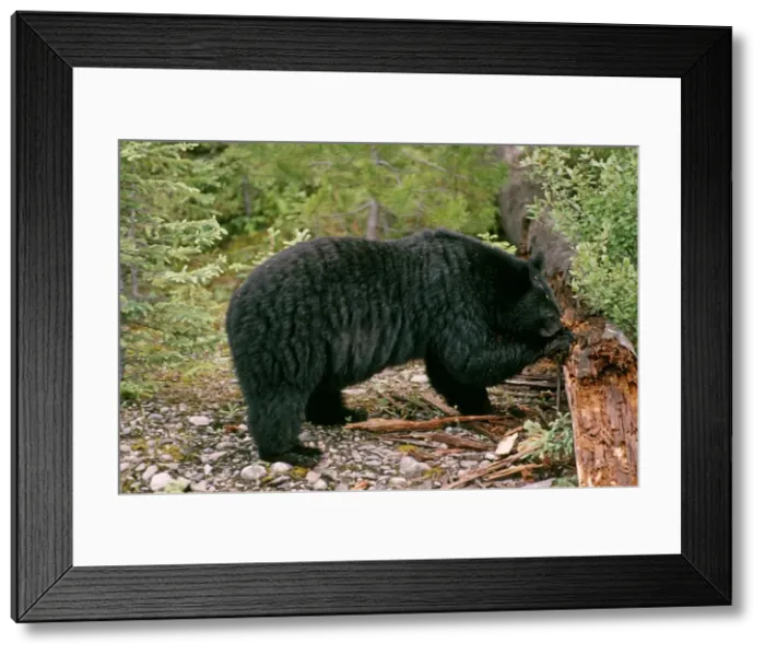 Framed Print : Black Bear - digging insects from log - Canada Framed Print : Black Bear - digging insects from log - Canada