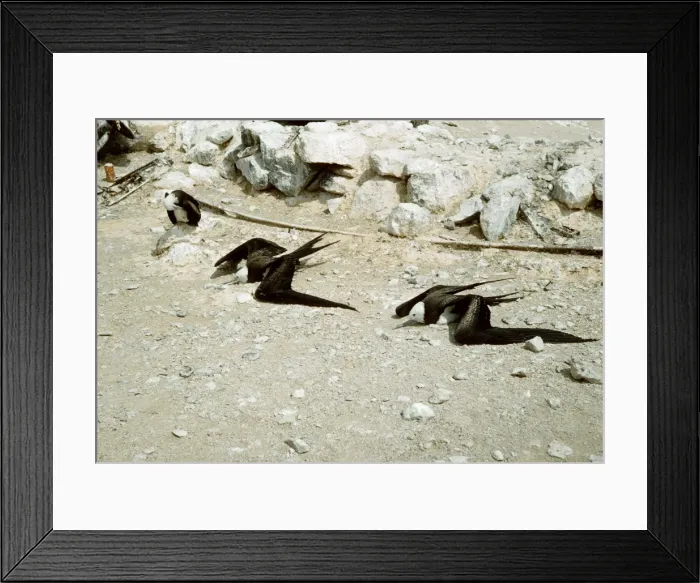 Framed Print : FRIGATE BIRDS - sunning - Ascension Island Framed Print : FRIGATE BIRDS - sunning - Ascension Island