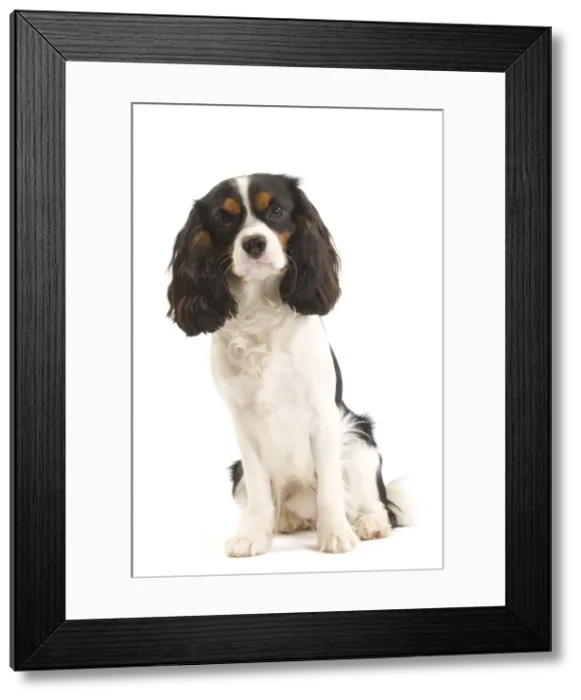 Framed Print : Dog - Cavalier King Charles Spaniel in studio Framed Print : Dog - Cavalier King Charles Spaniel in studio