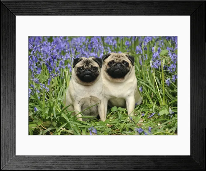 Framed Print : DOG. Pugs sitting together in bluebells Framed Print : DOG. Pugs sitting together in bluebells